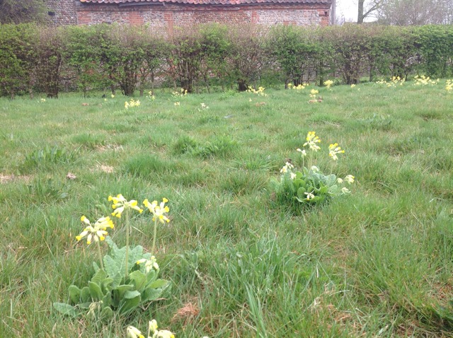 Cowslips in the wild flower meadow in the Spring
